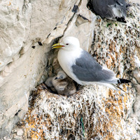 Black legged kittiwake