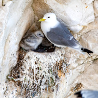 Black legged kittiwake