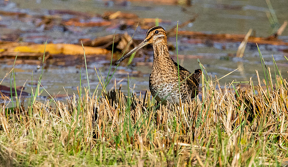 Common snipe