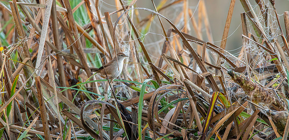 Cetti's warbler