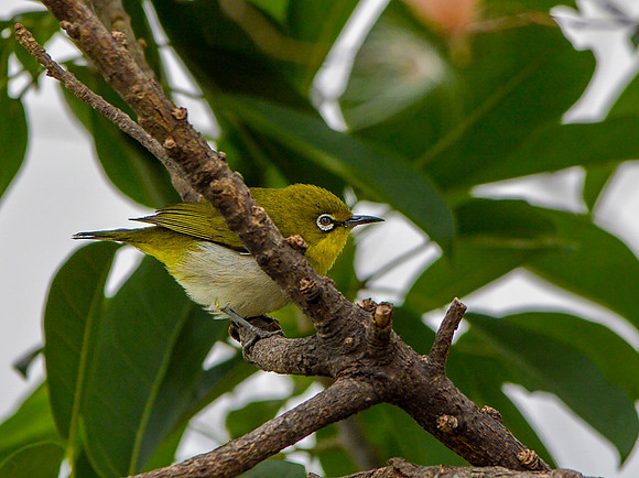 Oriental white eye