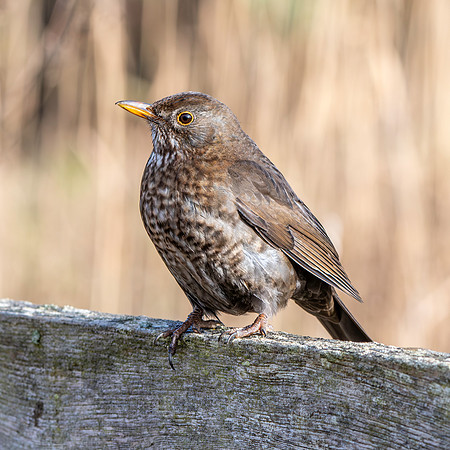 Blackbird, juvenile
