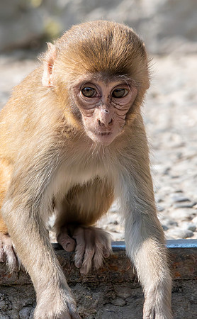 Macaque monkey