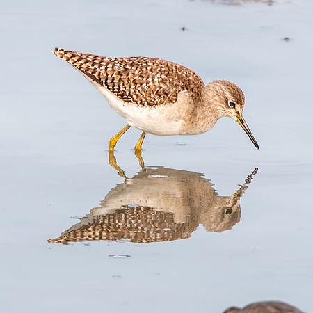 Wood sandpiper