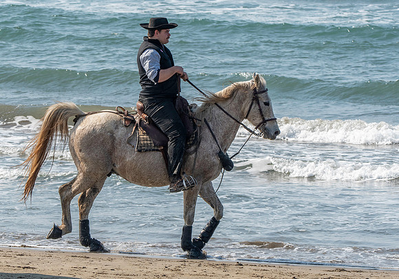 Camargue white horse