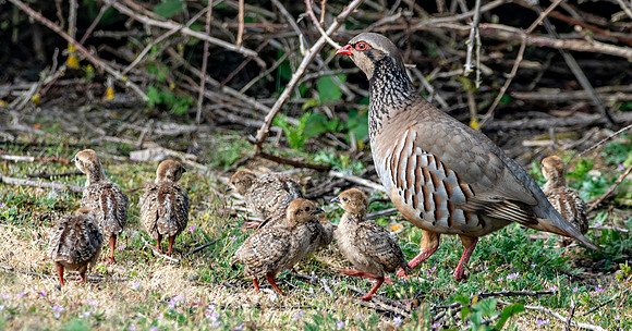 Red legged partridge