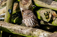 Little Owl