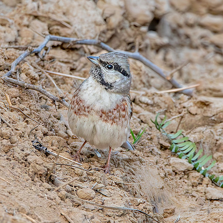 White capped bunting, male