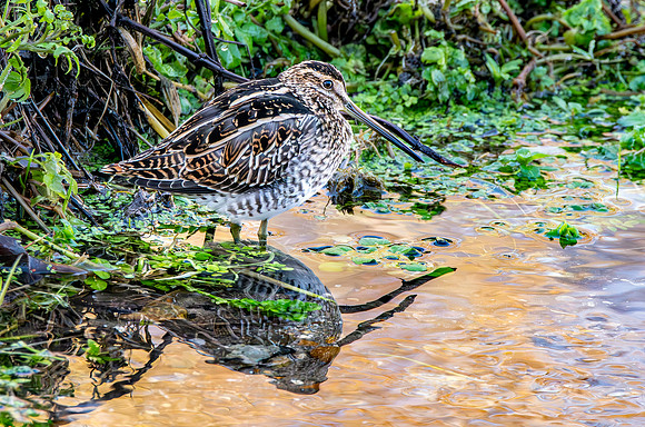 Common snipe