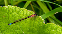 Blue-tailed damselfly