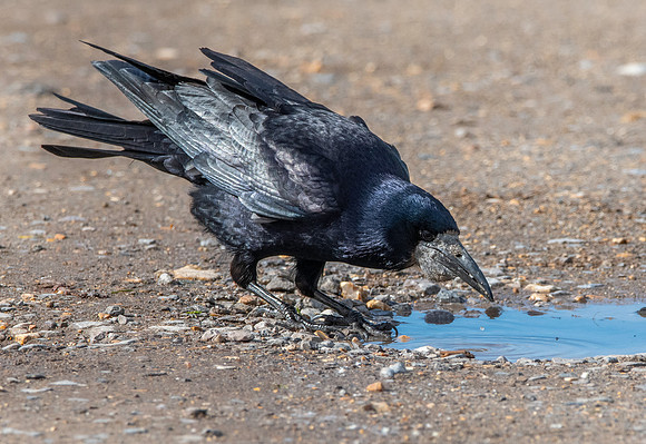 Rook