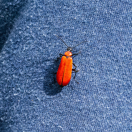 Black-headed cardinal beetle