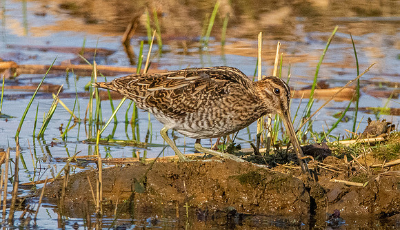 Common snipe