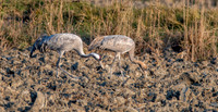 Common crane / Eurasian crane