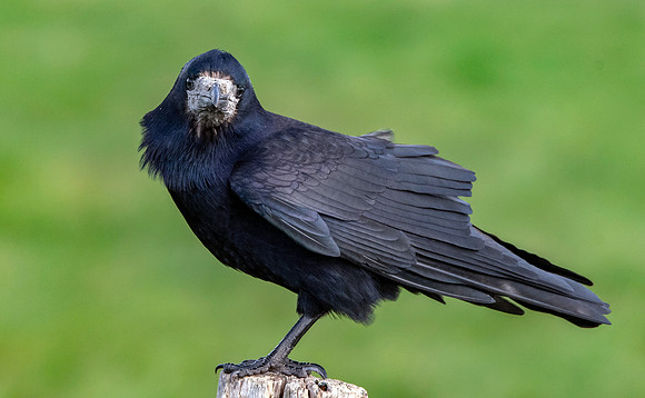 Rook