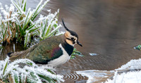 Northern Lapwing