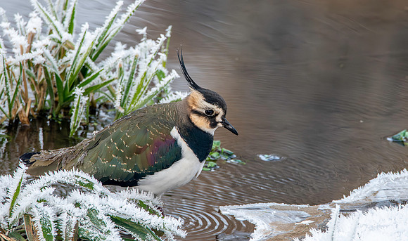Northern Lapwing