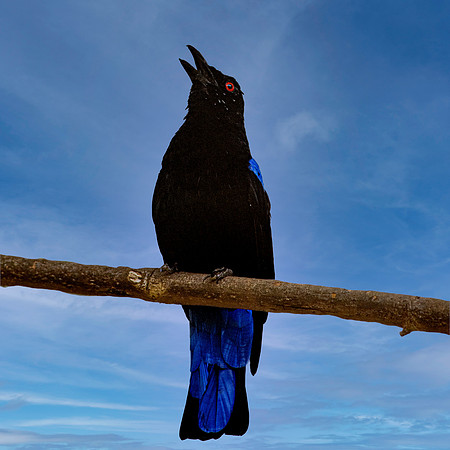 Asian fairy bluebird, India