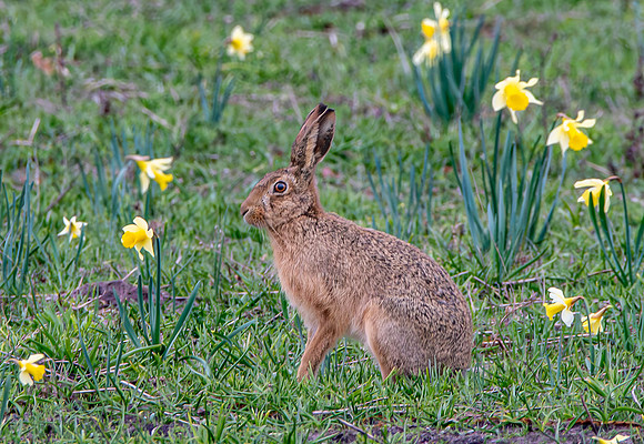 Brown hare
