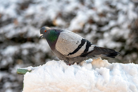Rock dove