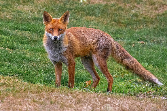 Red fox