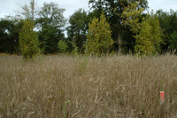 2005