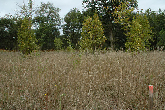 2005