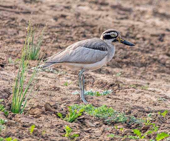 Great thick knee
