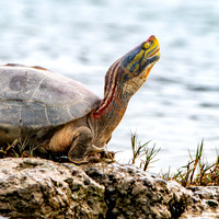 Red crowned roofed turtle