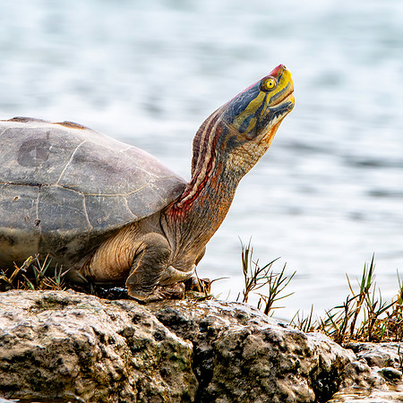 Red crowned roofed turtle