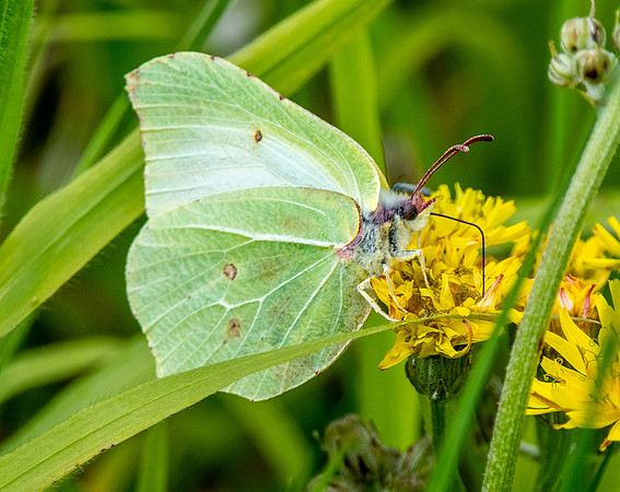 Common brimstone
