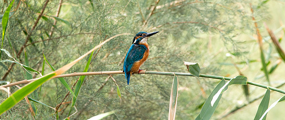 Common kingfisher