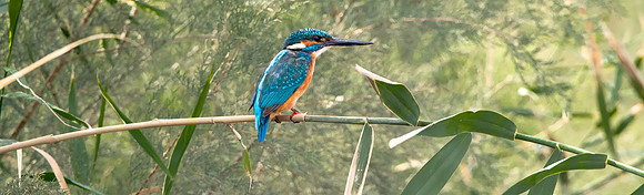 Common kingfisher