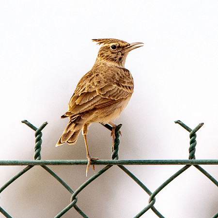 Crested lark