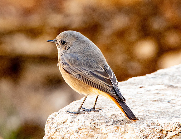 Common redstart female
