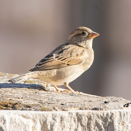 Dead Sea Sparrow