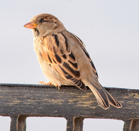 Dead Sea Sparrow