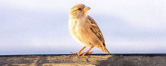 Dead Sea Sparrow