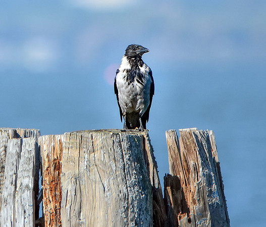 Hooded crow