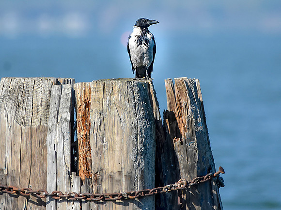 Hooded crow