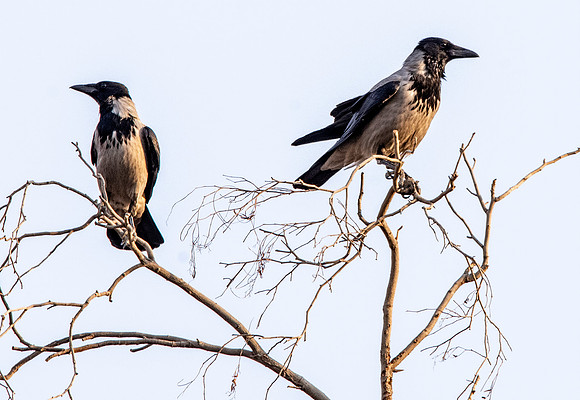 Hooded crow