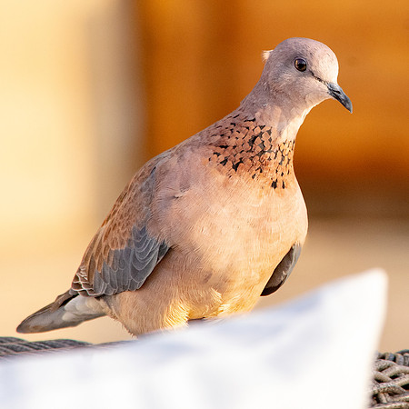 Laughing dove
