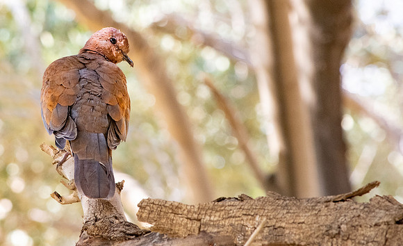 Laughing dove