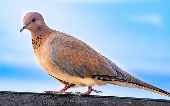 Laughing dove