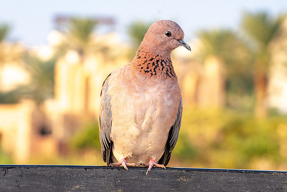 Laughing dove