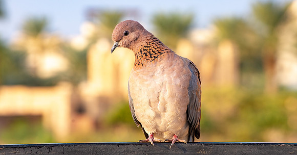 Laughing dove
