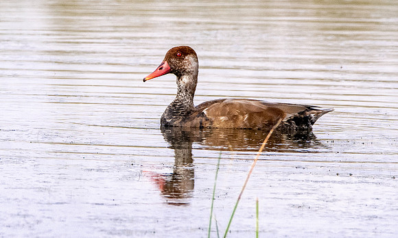 Red breasted merganser