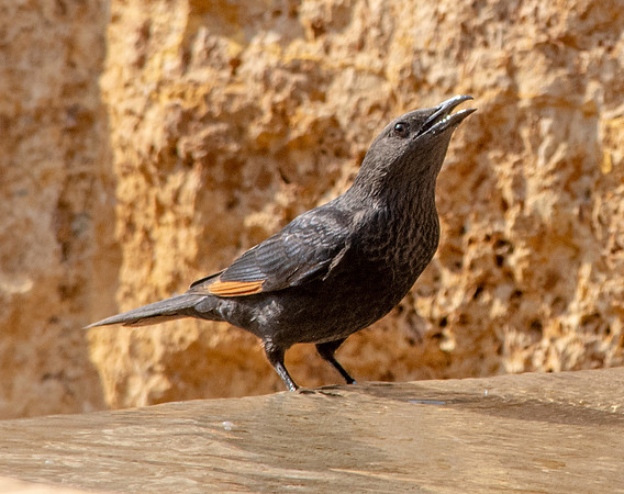 Tristram's starling