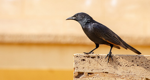 Tristram's starling