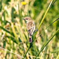 Whinchat, female
